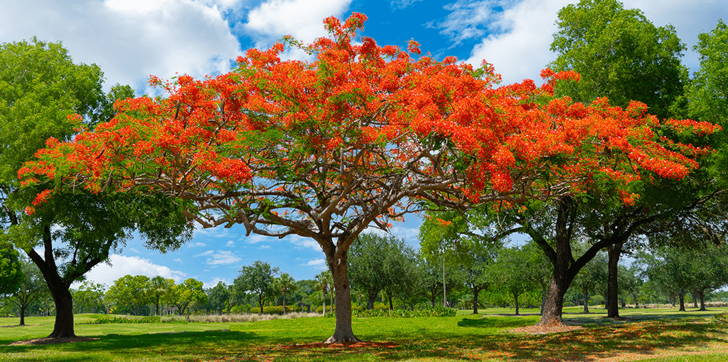 Drzewa na Florydzie