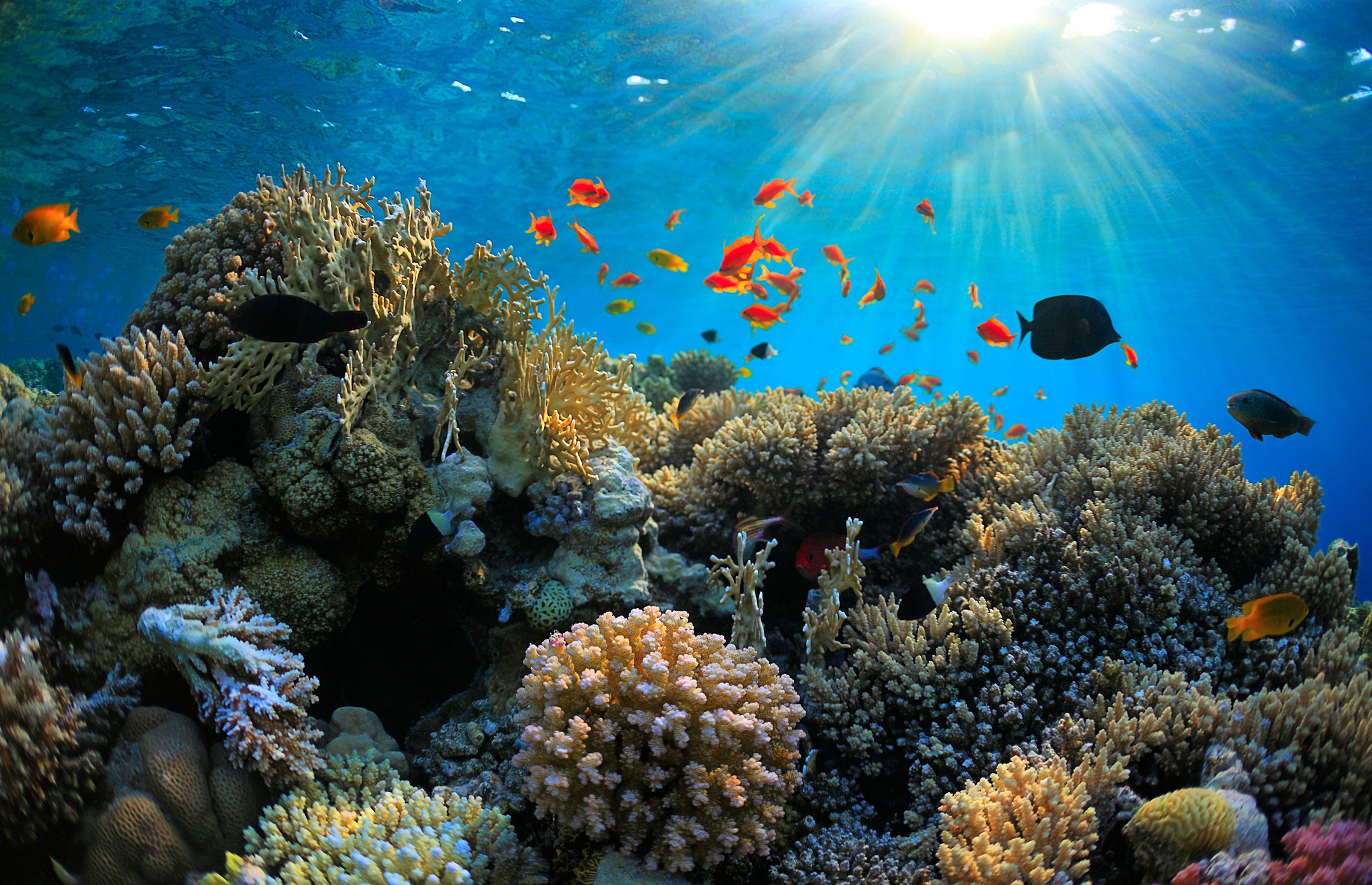 Floryda rafa koralowa